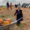 A little girl in a witch costume pushing a wheelbarrow full of pumpkins at Demelza's Pumpkin Patch
