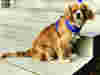Image of PAT dog Bella
