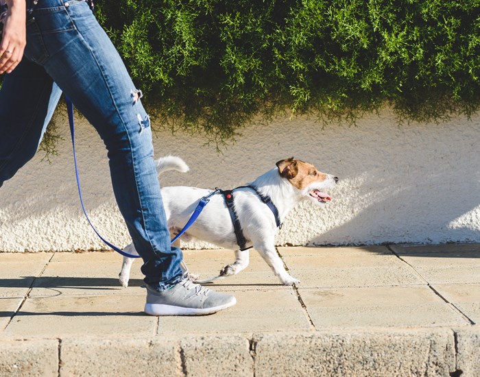 A person, wearing jeans and trainers is walking a small white and brown dog.