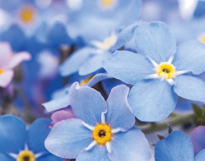Forget-me-not flowers.