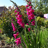 Pink flowers in the Garden of Tranquility at Demelza, Kent