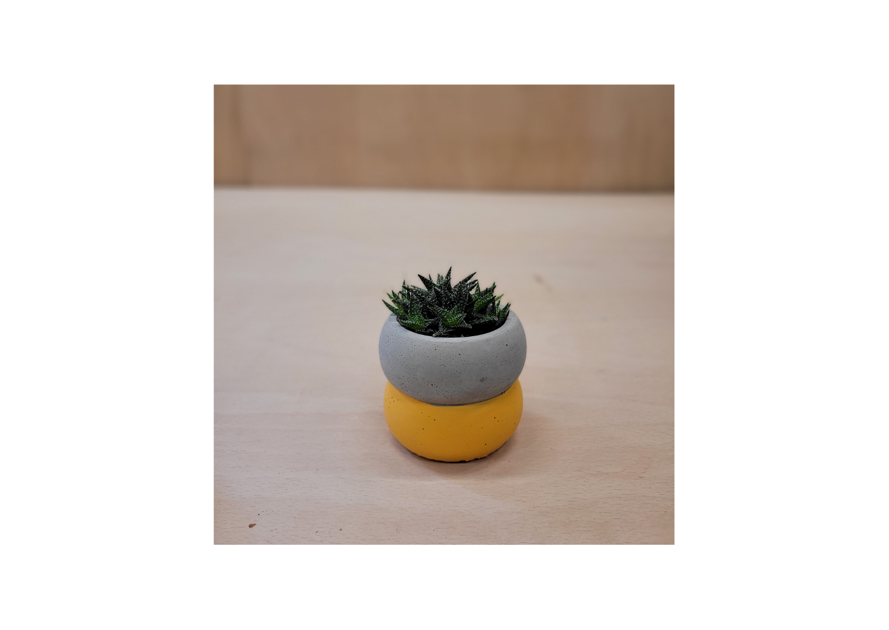 Cement Planter Yellow With Plant