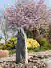 Garden of Tranquillity