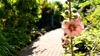 A pink flower in the garden at Kent