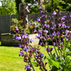 Plants in the garden at East Sussex