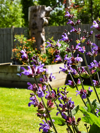 Plants in the garden at East Sussex